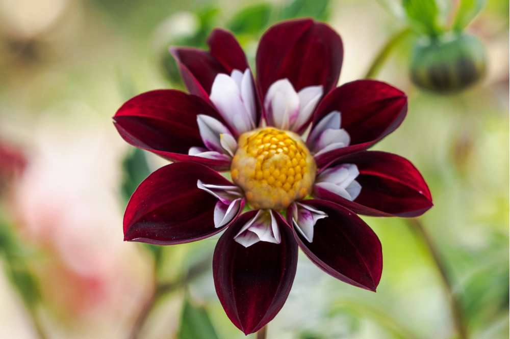 Dahlia 'Mary Evelyn'